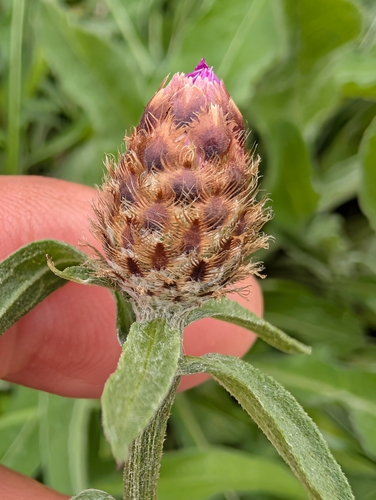 Centaurea debeauxii, photograph 5