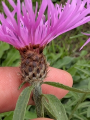 Centaurea debeauxii, photograph author not stated, no rights reserved