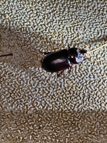 Coconut Rhinoceros Beetle