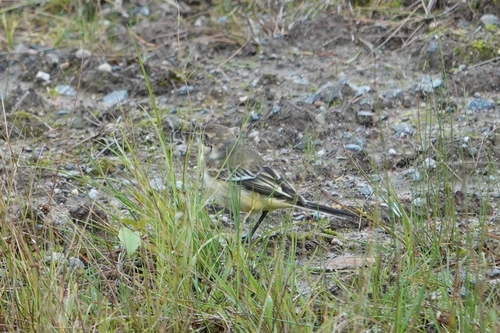 Western Yellow Wagtail