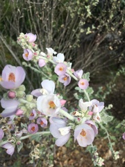 Malacothamnus arcuatus
