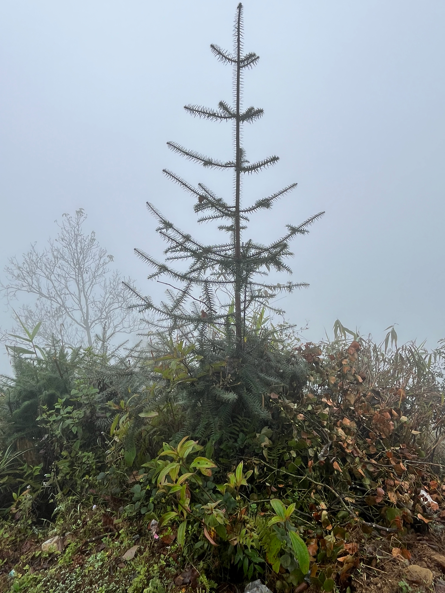 Cunninghamia lanceolata (Cunninghamia lanceolata)