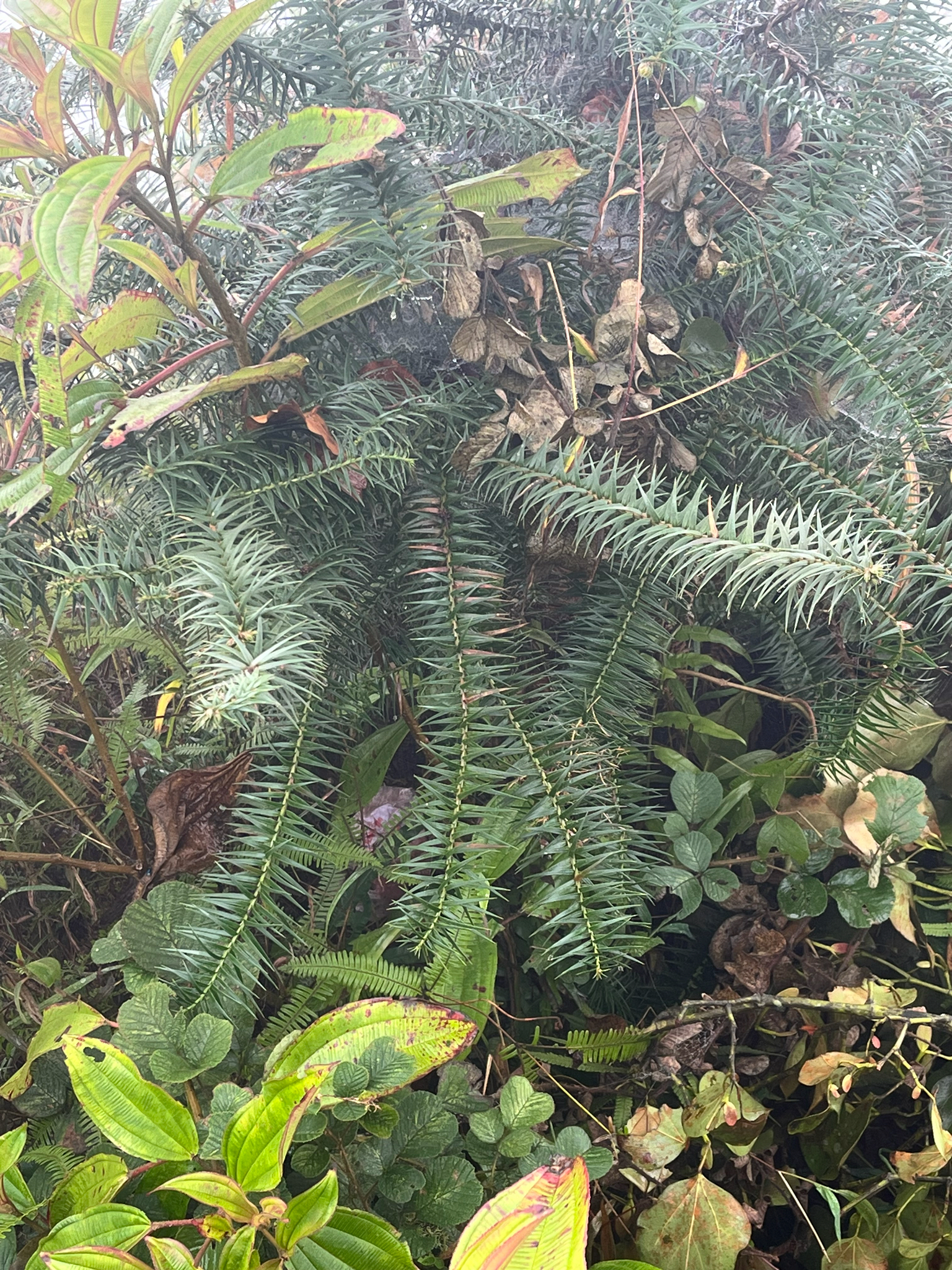 Cunninghamia lanceolata — ảnh 2