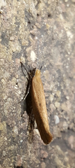 Ypsolopha ochrella