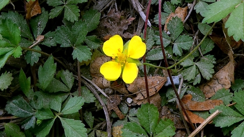 Potentilla anglica, photograph 4