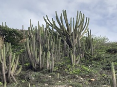 Pilosocereus catingicola, photograph (c) Gaston Carvallo B., some rights reserved (CC BY)