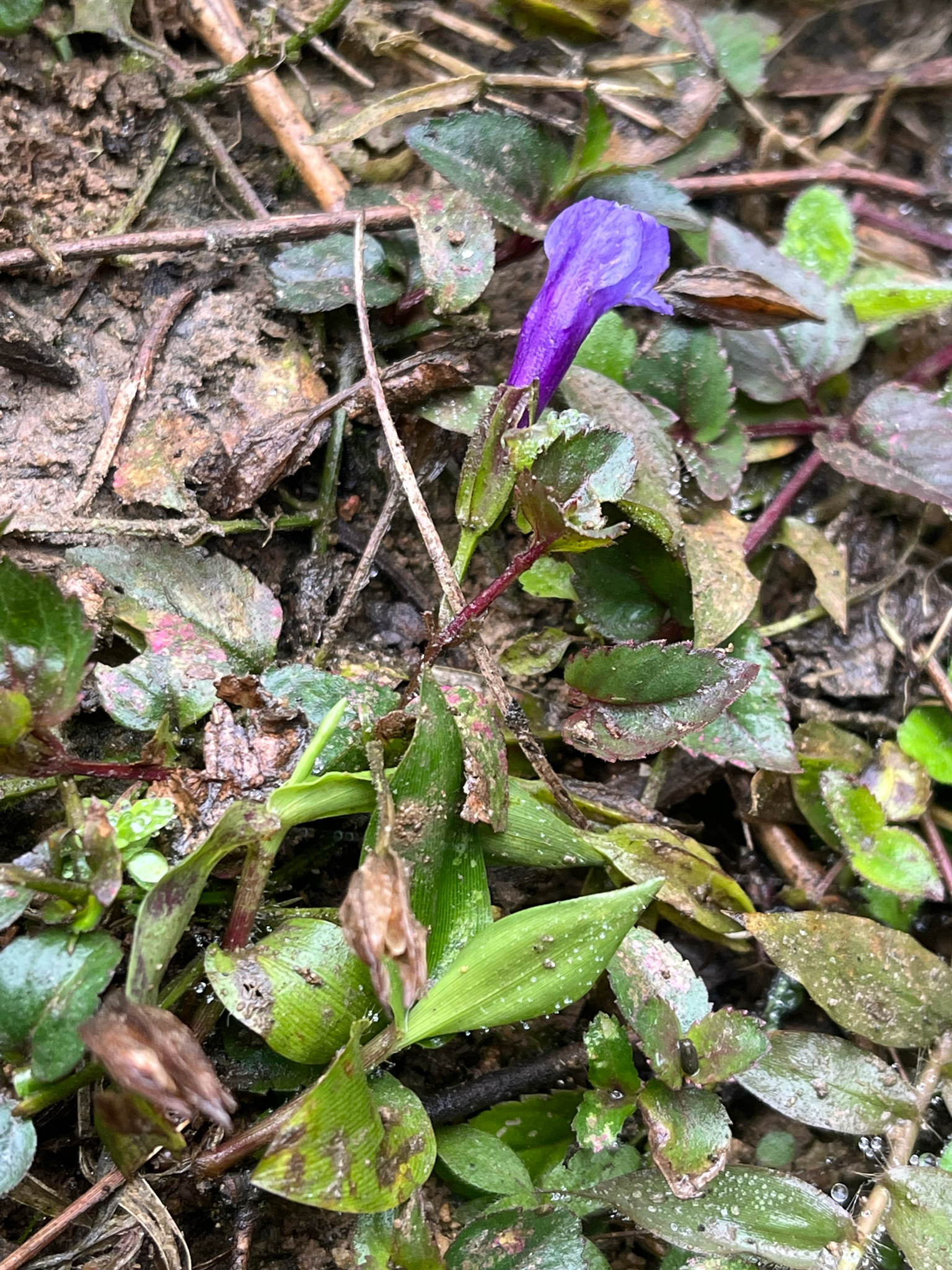 Torenia concolor — ảnh 3