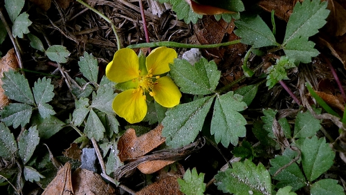Potentilla anglica, photograph 5