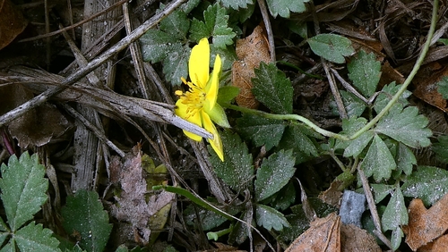 Potentilla anglica, photograph 3