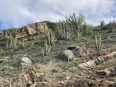 Pilosocereus catingicola, photograph (c) Gaston Carvallo B., some rights reserved (CC BY)