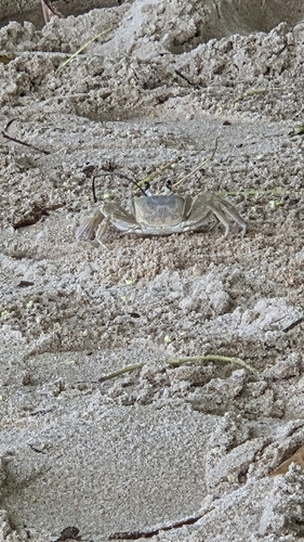 Atlantic Ghost Crab