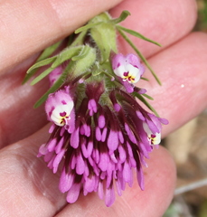 Castilleja exserta exserta