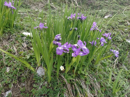 Iris hookeriana
