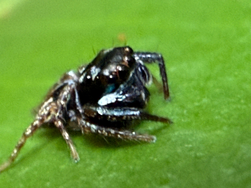 Anasaitis gloriae