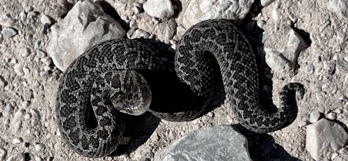 Vipera ursinii ursinii