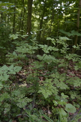 Chaerophyllum temulum