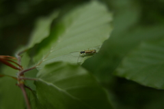 Rhagonycha lignosa