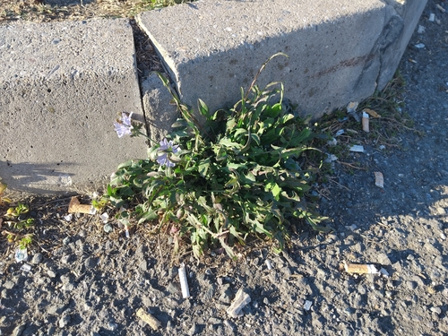 chicory