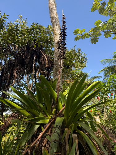 Vriesea macrostachya