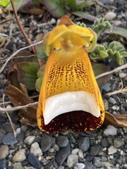 Calceolaria uniflora