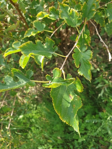 white mulberry
