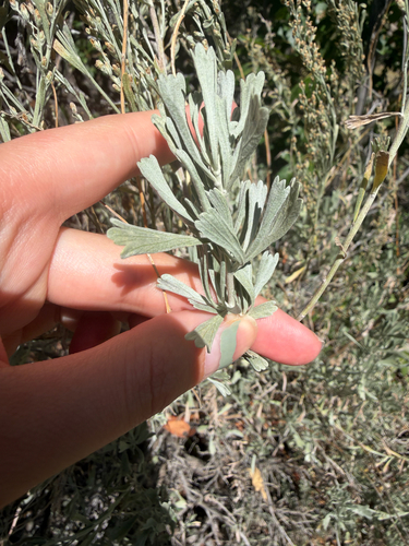Big Sagebrush