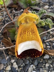 Calceolaria uniflora, photograph (c) Gaston Carvallo B., some rights reserved (CC BY)