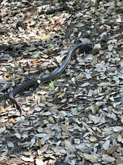 Farancia erytrogramma erytrogramma