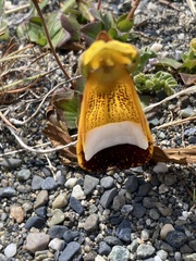 Calceolaria uniflora, photograph (c) Gaston Carvallo B., some rights reserved (CC BY)