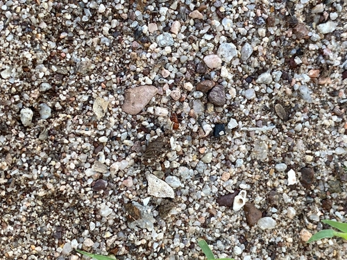 Maricopa Harvester Ant