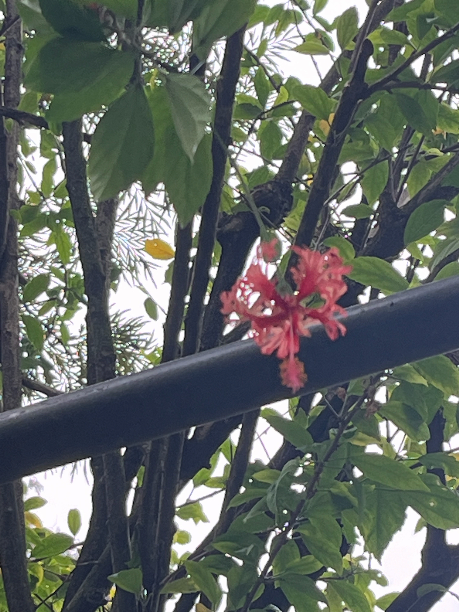 Hibiscus schizopetalus — ảnh 2
