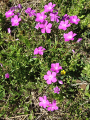 Phlox cuspidata