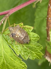 Euschistus conspersus