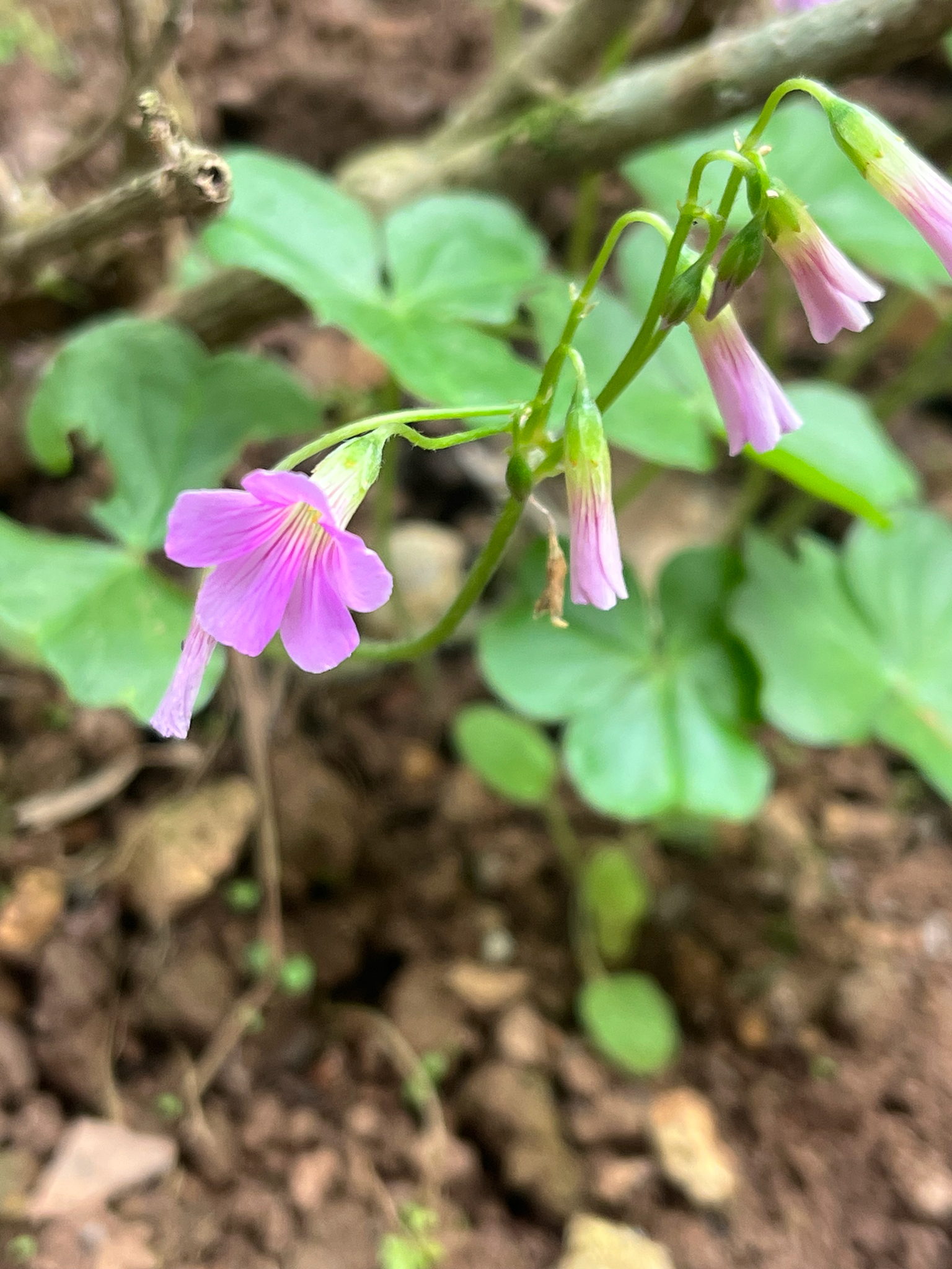 Oxalis debilis (Oxalis debilis)