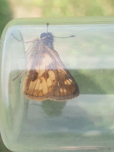 Peck's Skipper