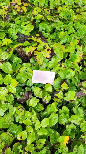 Epimedium grandiflorum observed 2026-09-01