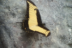 Heraclides androgeus