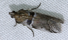 Quasisalebria occidentalis