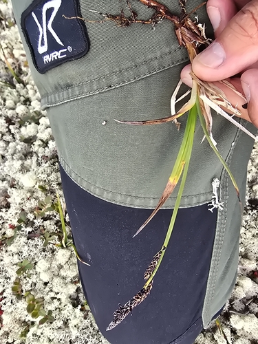 Carex bigelowii, 2026-09-04