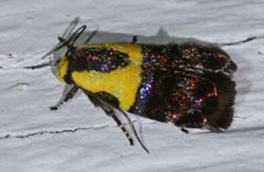 Rectiostoma xanthobasis