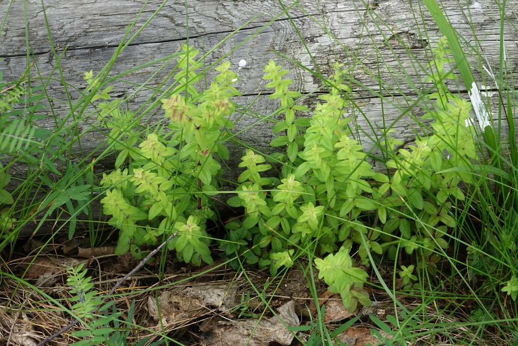 Cruciata glabra; photograph (c) Oleg Kosterin, some rights reserved (CC BY)