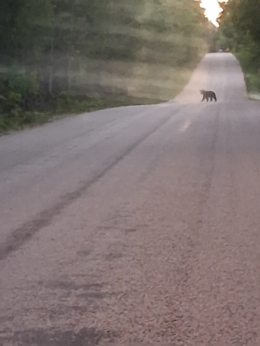 Black Bear sighting near Lion's Head