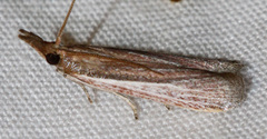 Tampa dimediatella