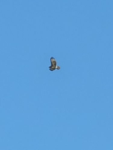 Red-tailed Hawk