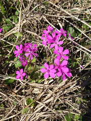 Phlox cuspidata