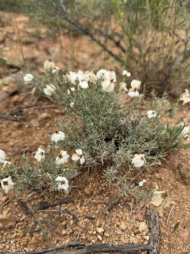 Zinnia acerosa, photograph 5
