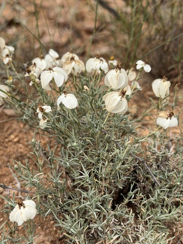 Zinnia acerosa, photograph 4