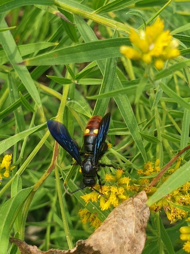 Blue-winged Scoliid Wasp