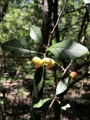 Crataegus opaca