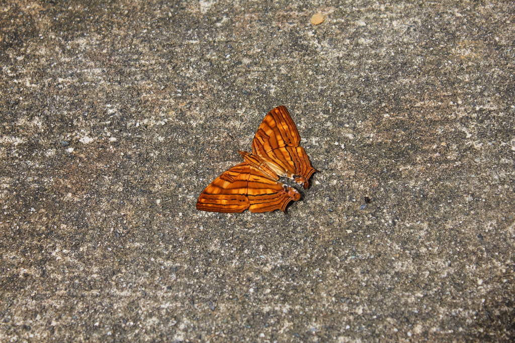 Cyrestis theresae